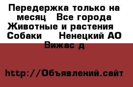 Передержка только на месяц - Все города Животные и растения » Собаки   . Ненецкий АО,Вижас д.